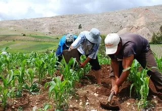 Midagri confirmó que cuarto proceso de compra de urea se ha cancelado