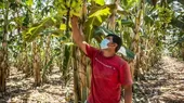 Midagri: Se destinó S/ 682 millones en créditos a pequeños productores para impulsar la agricultura - Noticias de midagri