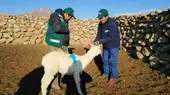 Minagri: 3000 kits veterinarios se entregarán ante el inicio de heladas y friaje - Noticias de heladas