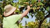 Minagri: Malasia abre sus mercados a los cítricos peruanos - Noticias de malasia