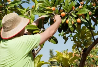 Minagri: Malasia abre sus mercados a los cítricos peruanos