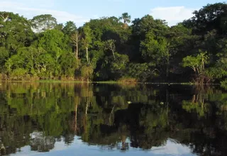 Minam monitorea bosques amazónicos con sistema Geobosques