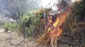 Mininter: más de 200 plantones de marihuana fueron incinerados por PNP en Huaura - Noticias de huaura