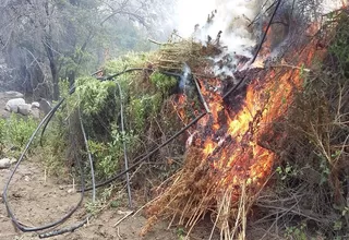 Mininter: más de 200 plantones de marihuana fueron incinerados por PNP en Huaura