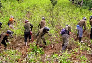 Mininter reporta destrucción de más de 1200 hectáreas de cultivos de coca en 11 días