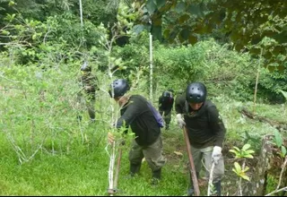 Mininter: Al menos 19.193 hectáreas de hoja de coca fueron erradicadas este año