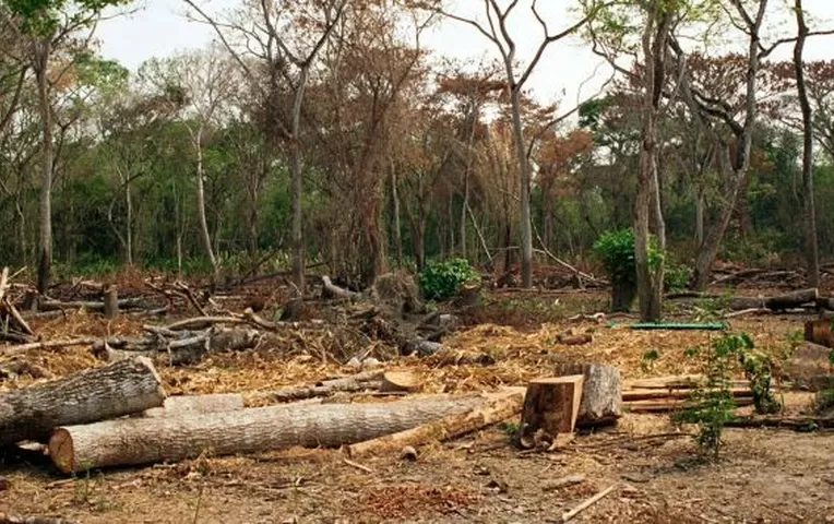 Ministerio Del Ambiente: Perú Tendrá Cero Deforestación Para El 2021 ...