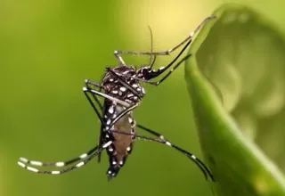 Joven de 22 años se convirtió en el séptimo caso de  fiebre chikungunya en Perú  