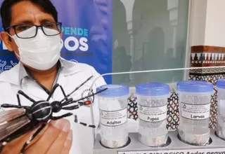 Minsa liberará 6,000 mosquitos con bacteria Wolbachia en Comas