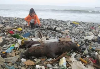 Mira cómo este lobito de mar quedó varado en una playa del Callao