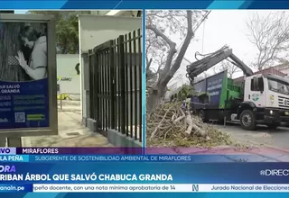 Camión con contanier impacta contra árbol que Chabuca Granda salvó de ser talado hace casi 50 años