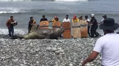 Miraflores: elefante marino varó por varias horas en la playa Makaha - Noticias de elefantes