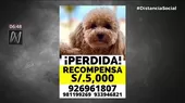 Familia pide ayuda para recuperar mascota en Miraflores - Noticias de miraflores