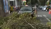 Miraflores: rama de árbol cayó sobre taxi - Noticias de miraflores