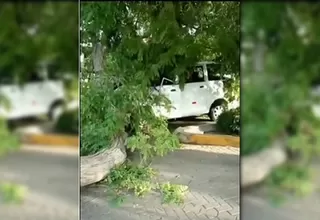 La Molina: vehículo quedó afectado tras caerle un árbol