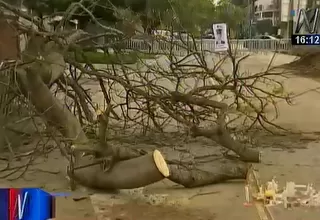 Municipalidad de Magdalena: "Ningún árbol fue talado en el Jr. Félix Dibós"