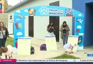 Nueva plataforma digital facilita viaje de mascotas al extranjero