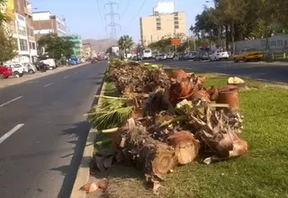 Los Olivos: talan decenas de palmeras en avenida principal