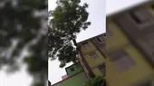 Los Olivos: trabajador municipal arriesgó su vida en las alturas de un árbol  - Noticias de alertanoticias