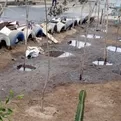 Osinergmin suspende operaciones a cisterna tras derrame de petróleo en el Cercado de Lima