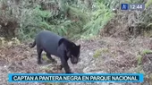 Oxapampa: Captan a pantera negra en Parque Nacional Yanachaga Chemillen - Noticias de oxapampa