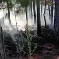 Oxapampa: incendio consume parte de bosque reforestado