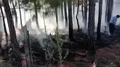 Oxapampa: incendio consume parte de bosque reforestado - Noticias de incendio-forestal