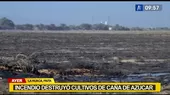Paita: Incendio destruyó cultivos de caña de azúcar   - Noticias de paita