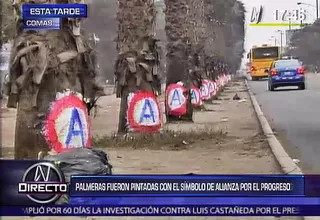 Palmeras fueron pintadas con el símbolo de Alianza para el Progreso en Comas