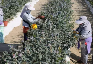 Pequeños productores agrarios exigen aprobar Nueva Ley Agraria