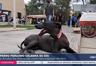 Perro peruano sin pelo cumple 40 años como raza reconocida