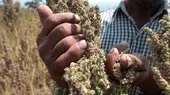Perú se posiciona como primer productor de quinua en el mundo - Noticias de quinua