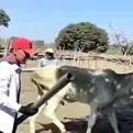 Piura: 800 cabezas de ganado vacuno mueren por sequía