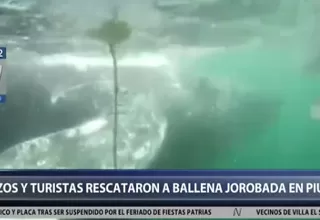 Buzos y turistas rescatan a una ballena jorobada en Piura