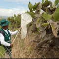 Plaga de langostas que afecta a otros países no representa peligro para agricultura peruana