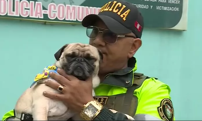 Policía Nacional recibe la custodia a 'Asap', el perrito pug que fue  golpeado por su dueño | Canal N
