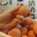 Precio del huevo podría llegar a los 9 soles el próximo mes advierte asociación de avicultores 