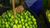 Precio del kilo de limón ya se vende a 1 sol en el Gran Mercado Mayorista - Noticias de limon