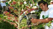 Producción de café: advierten que exportaciones en 2015 cayeron en más del 20% - Noticias de cafe
