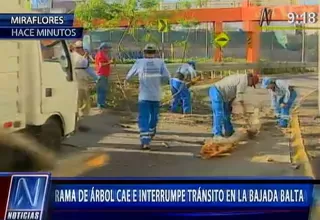 Rama de árbol cae e interrumpe el tránsito en Bajada de Armendáriz en  Miraflores 