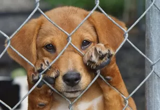 Recolectan firmas para la aprobación de ley de protección de animales