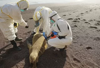 Reportan cerca de tres mil 500 lobos marinos muertos por gripe aviar