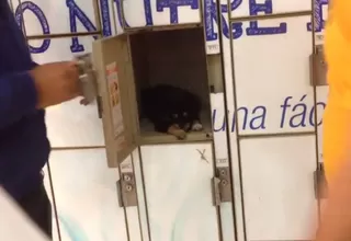 Rescatan a cachorro encerrado en casillero de supermercado