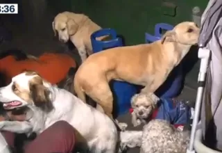 Rescataron a más de trece perros de incendio en La Victoria