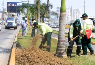 Reubicarán 91 árboles por obras de paso a desnivel en Av. 28 de julio