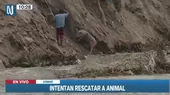 Río Chillón: Hombre rescató a su cerdo que quedó atrapado en el afluente - Noticias de rescate