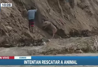 Río Chillón: Hombre rescató a su cerdo que quedó atrapado en el afluente