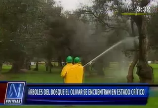 San Isidro: más del 40% de árboles de El Olivar se encuentran en mal estado