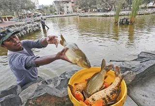 San Isidro: Peces de El Olivar murieron envenenados por sulfato de cobre