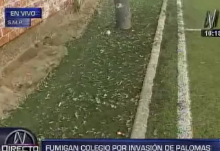 San Martín de Porres: fumigan colegio por invasión de palomas